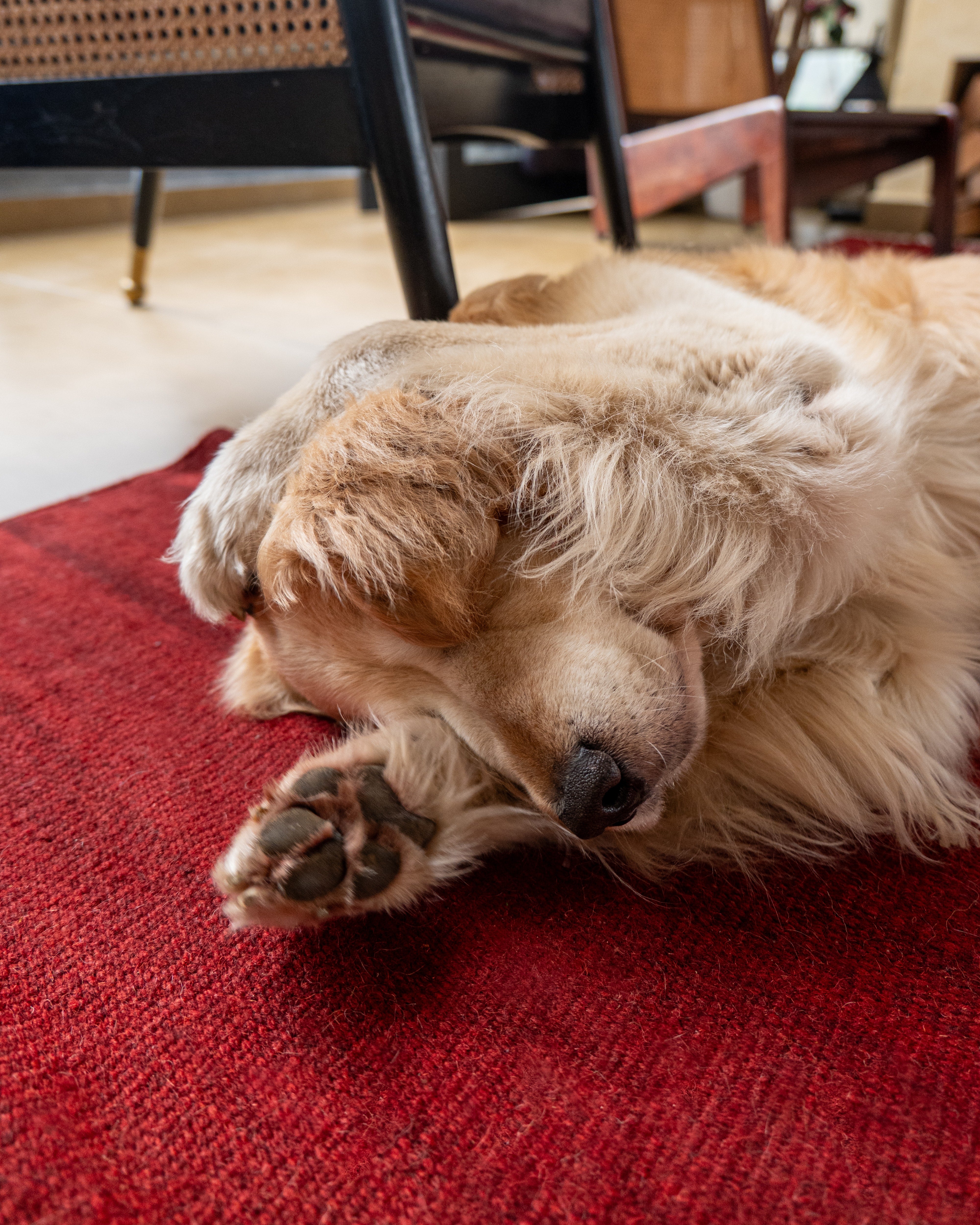 Vast Flat Weave Kilim Rug