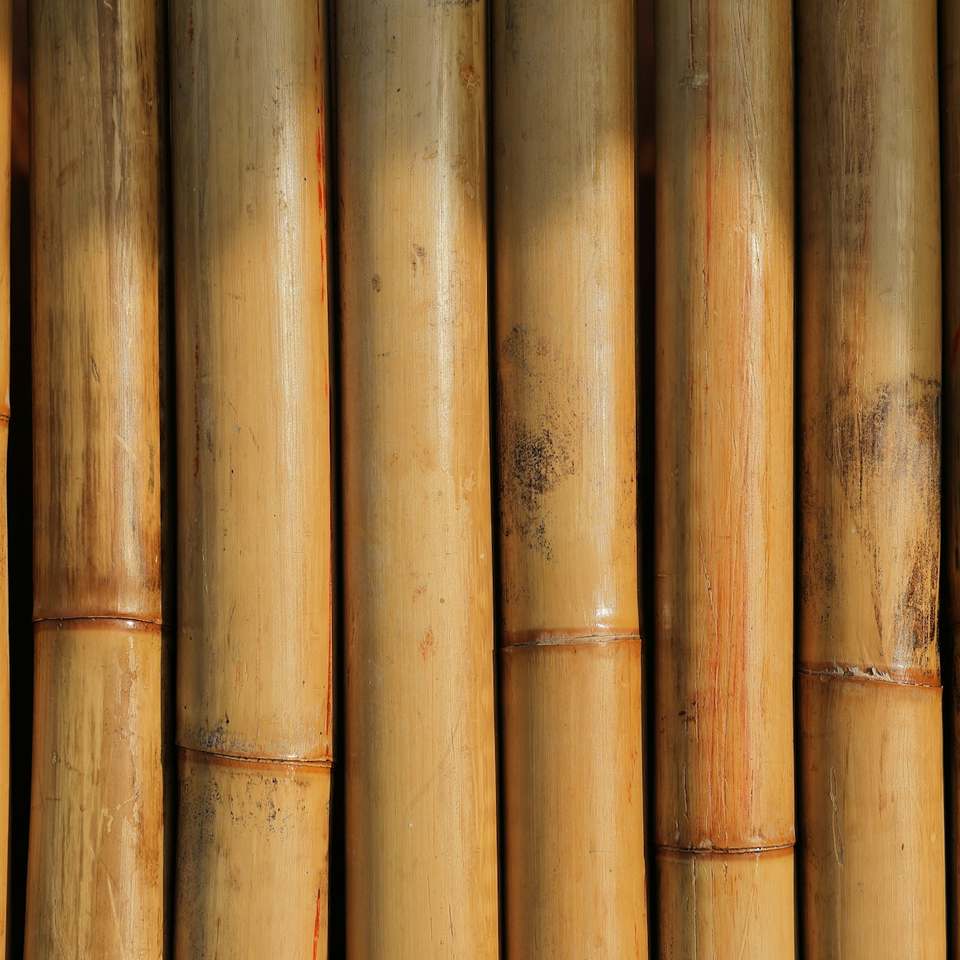 Bamboo