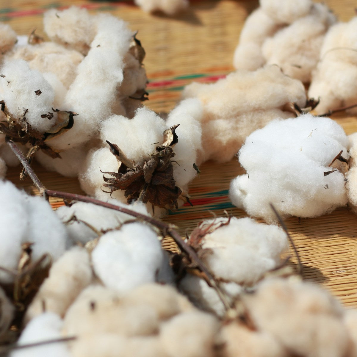 Cotton